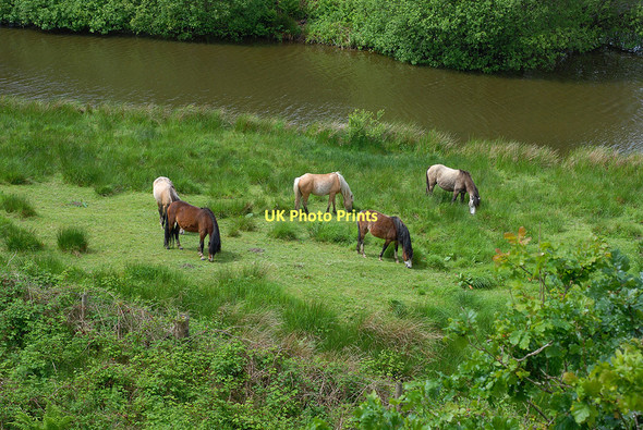 Photo 6"x4" Ponies and pond, Ynyshir Eglwys Fach c2011