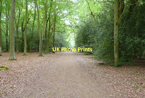 Photo 6"x4" Forest Track through Norley Inclosure Norleywood c2011