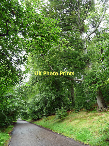 Photo 6"x4" The Avenue, Callaly Callaly c2010