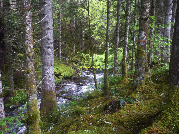 Photo 6"x4" Allt na Cailliche Faichem c2011
