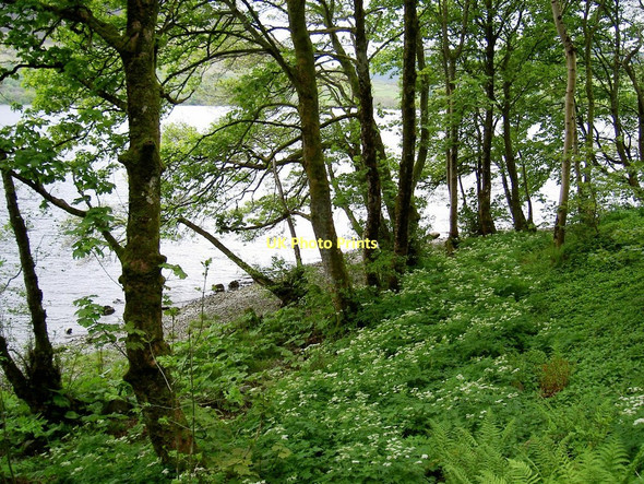 Photo 6"x4" Lush woodland floor on the shore of Loch Earn Edinample c2011