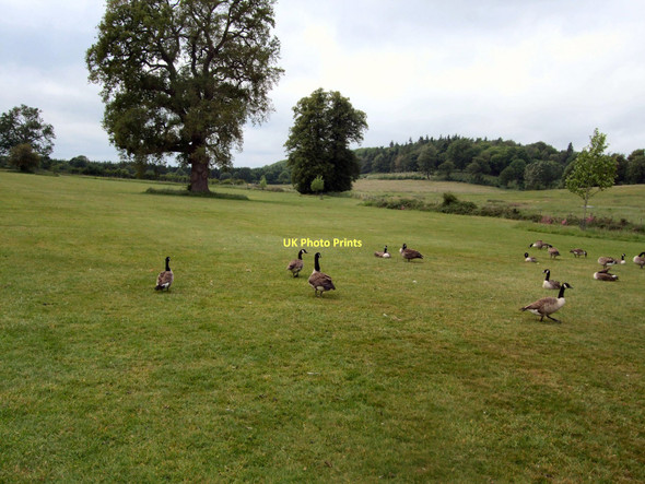 Photo 6"x4" Geese in Loseley Park Guildford c2011