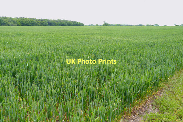 Photo 6"x4" Field of Young Barley East End\/SZ3697 c2011