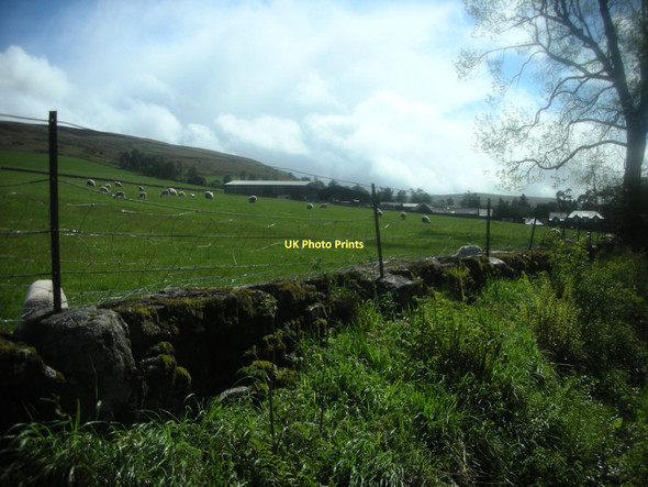 Photo 6"x4" Sheep Farm Muirton\/NN9211 c2009