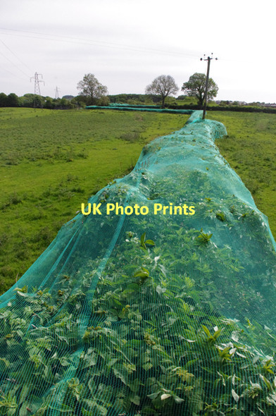 Photo 6"x4" Netted hedge, Carnforth Carnforth c2011