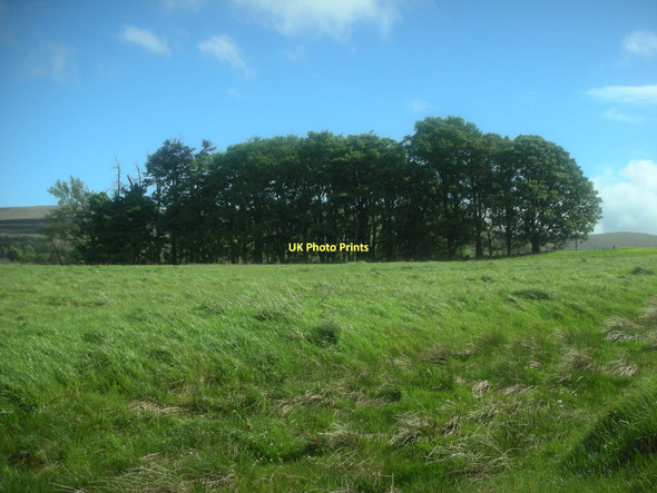 Photo 6"x4" A Copse Blackford\/NN8908 c2009