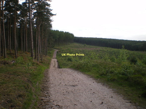 Photo 6"x4" Forest track on Cannock Chase Pye Green c2011