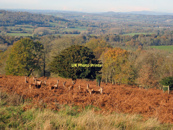 Photo 6"x4" Red Deer in Eastnor Park Chandler's Cross\/SO7738 c2010