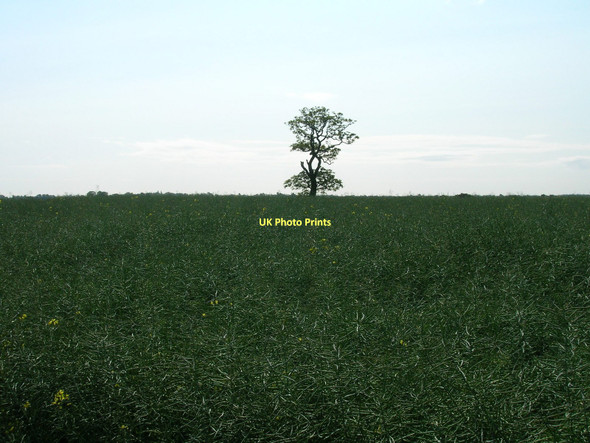 Photo 6"x4" Farmland near Newton Garth Hedon c2011