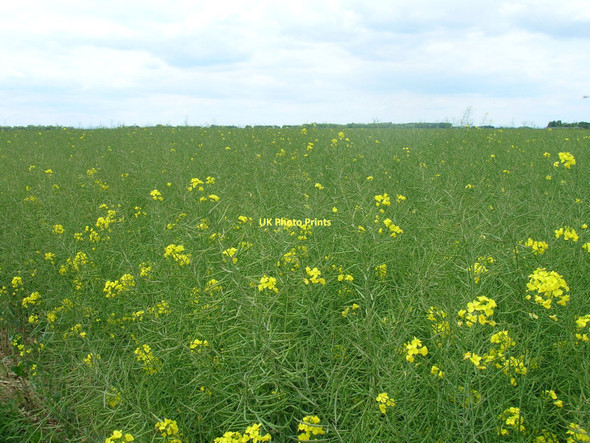 Photo 6"x4" Farmland near Ottringham Drain Sunk Island c2011