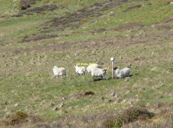 Photo 6"x4" Sheep at a lick on a pole Fearnan c2011