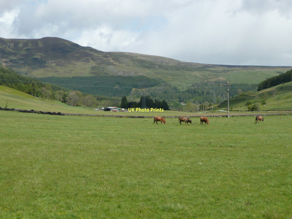 Photo 6"x4" Cattle grazing north of Fearnan Fearnan c2011