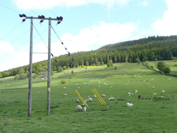 Photo 6"x4" Sheep, lambs and electricity pole Fearnan c2011