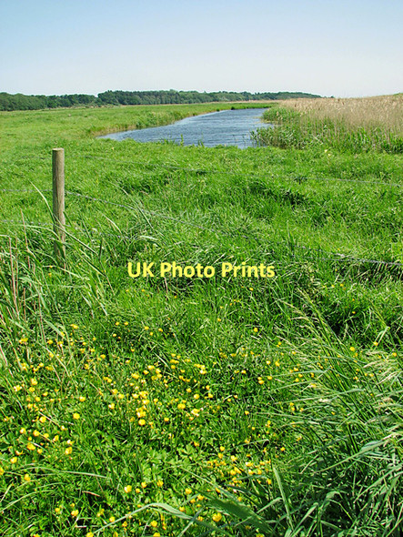 Photo 6"x4" Buttercups and drainage channel, Somerleyton Herringfleet c2011