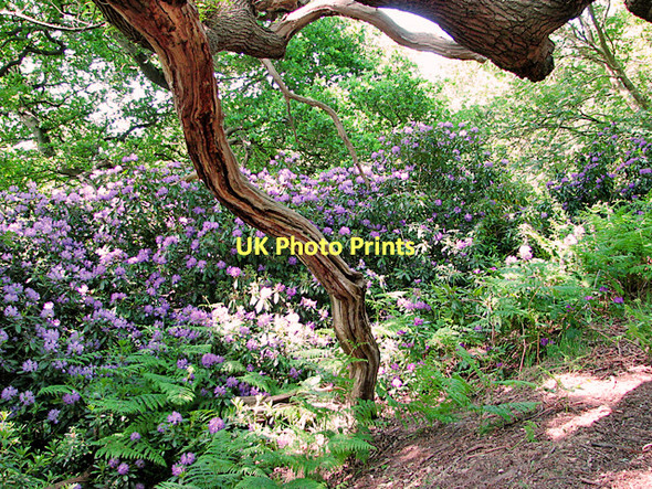Photo 6"x4" Flowering rhododendron in Herringfleet Hills St Olaves c2011