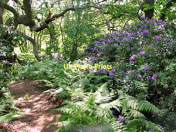 Photo 6"x4" Flowering rhododendron in Herringfleet Hills St Olaves c2011 P1