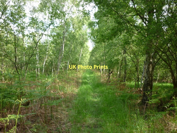 Photo 6"x4" Crowle Moor Windsor\/SE7612 c2011