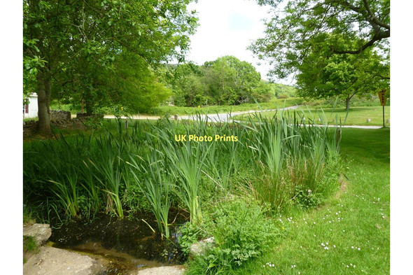 Photo 6"x4" Tyneham, pond Tyneham c2011