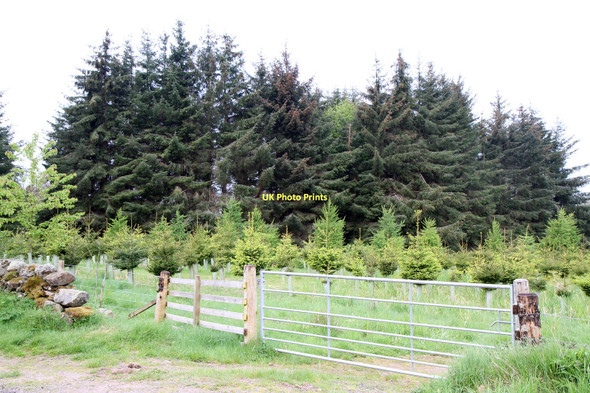 Photo 6"x4" New Plantation Auchterarder c2011