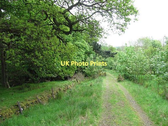 Photo 6"x4" Forest road, Old Sauchie Craigend\/NS7887 c2011
