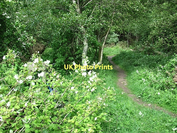 Photo 6"x4" Path, Butterdean Wood - core path 113 Gladsmuir\/NT4573 c2011