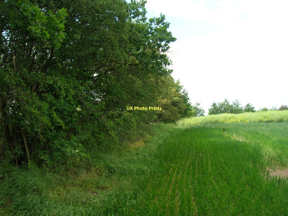 Photo 6"x4" Hedgerow, Common Lane Auckley c2011