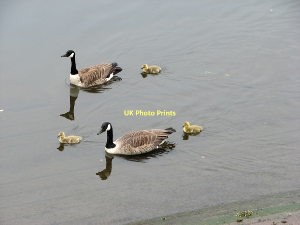Photo 6"x4" Canada geese and goslings on the Trent West Bridgford c2011