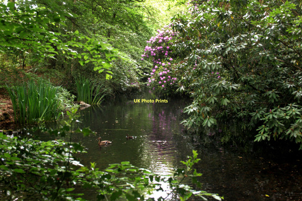 Photo 6"x4" A Woodland Pond Carpenders Park c2011