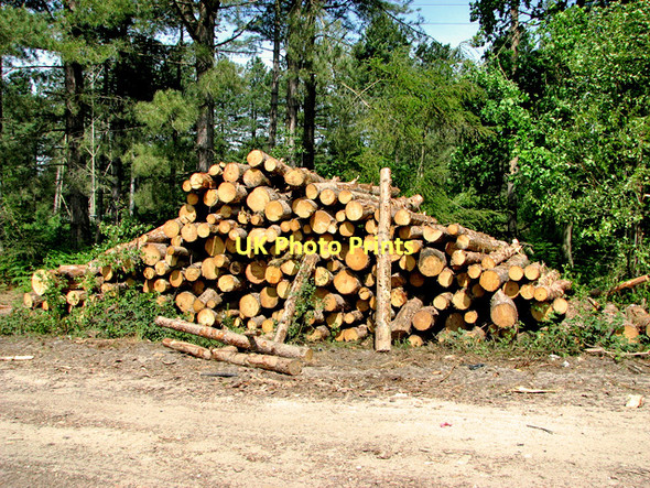 Photo 6"x4" Stacked logs beside a track through Fritton Wood Fritton\/TG4600 c2011