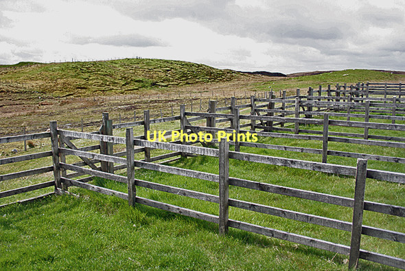 Photo 6"x4" Sheep Pens Bail' Ur Tholastaidh c2011