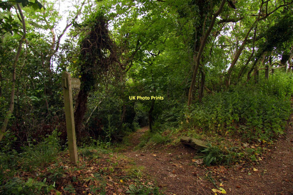 Photo 6"x4" Footpath to Higher Town Minehead c2011