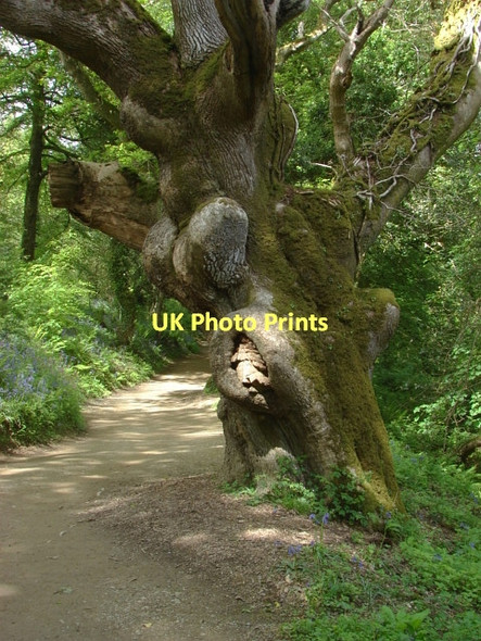 Photo 6"x4" The Lost Gardens of Heligan Kestle\/SW9945 c2011