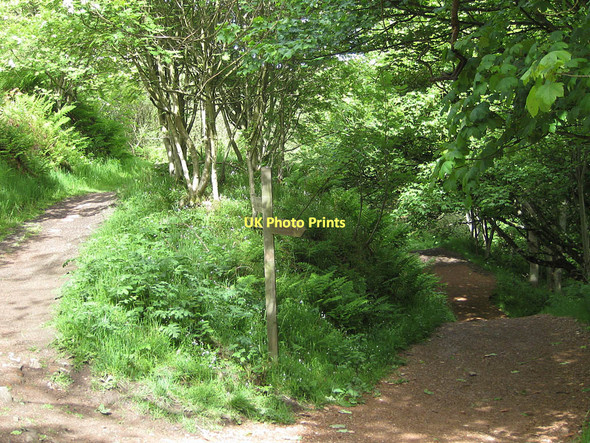 Photo 6"x4" To the brickworks or the old Peak Alum Works Ravenscar c2011