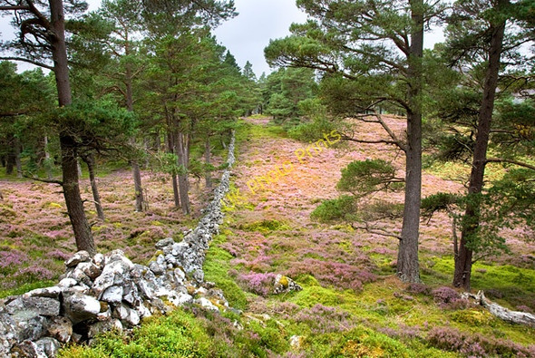 Photo 6"x4" Wall on Meall Alvie Garbh Allt Shiel c2009