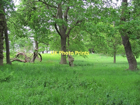 Photo 6"x4" Oakwoods, Dalkeith Park Dalkeith\/NT3467 c2011