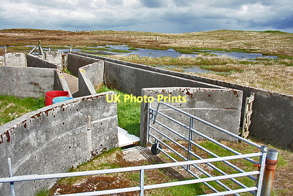 Photo 6"x4" Sheep Dip Bail' Ur Tholastaidh c2011