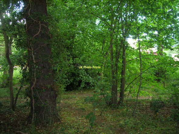 Photo 6"x4" Woodland beside Cantley Lane, Doncaster Bessacarr c2011