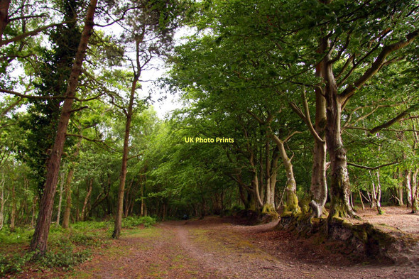 Photo 6"x4" Footpath through Moor Wood Minehead c2011