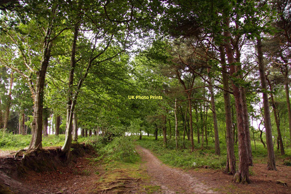Photo 6"x4" Footpath through Moor Wood Minehead c2011