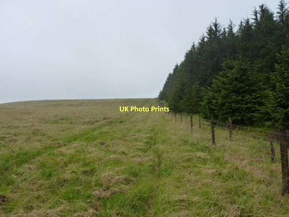 Photo 6"x4" Up the forest edge towards Crug yr Wyn Crug yr Wyn c2011