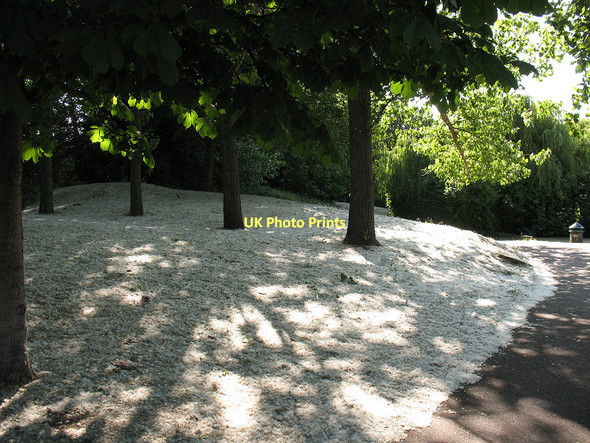 Photo 6"x4" Fallen blossom in Folkestone Gardens Deptford\/TQ3677 c2011