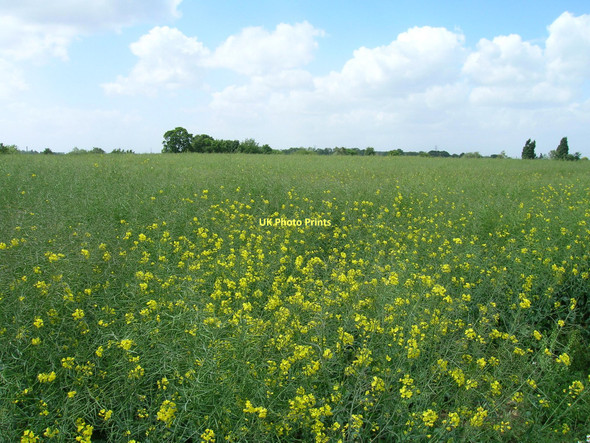 Photo 6"x4" Farmland, Sprotbrough Sprotbrough c2011