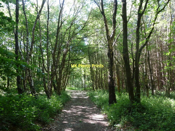Photo 6"x4" Woodland track, Monk Wood Dronfield c2011