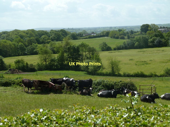 Photo 6"x4" Cattle and meadow land towards Cowley Dronfield c2011