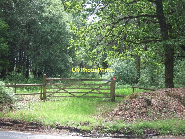 Photo 6"x4" Forest path in East Hill Woods Blannicombe c2011