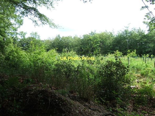 Photo 6"x4" Plantation of young trees in Crowpits Covert Gittisham c2011