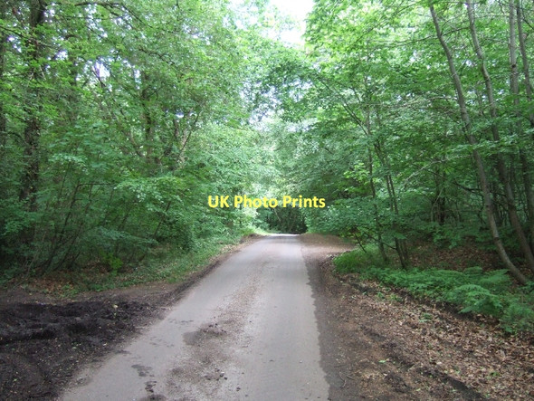 Photo 6"x4" Minor road in Ring Plantation on East Hill Gittisham c2011
