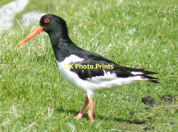 Photo 6"x4" Oystercatcher (Haematopus ostralegus) Geocrab c2011