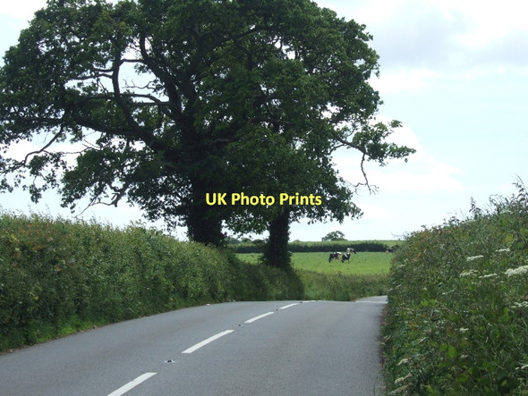 Photo 6"x4" B3177 leading south to Alfington Alfington c2011
