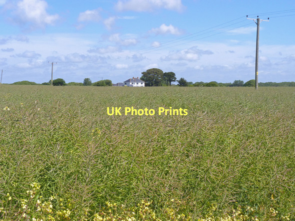 Photo 6"x4" Field with Bean Crops Lymore\/SZ2992 c2011